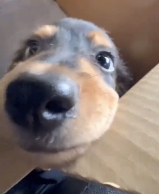 顔を近づける犬