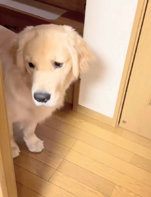 「豚耳ふたつ?」