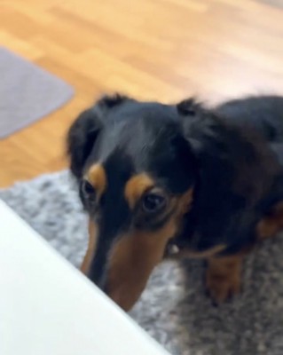 少しうつむく犬