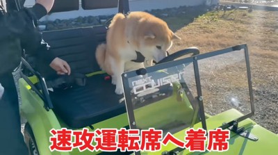 ミニカーの運転席に座る柴犬
