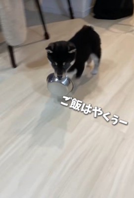 お皿をくわえています！