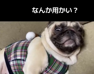 目を開ける犬