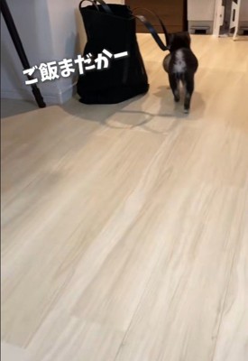 お部屋をウロウロ…