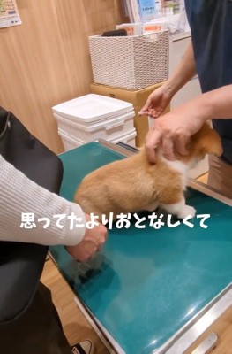意外とおとなしいベンくん