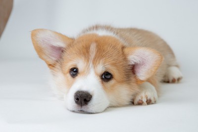 悲しげな表情で伏せている子犬