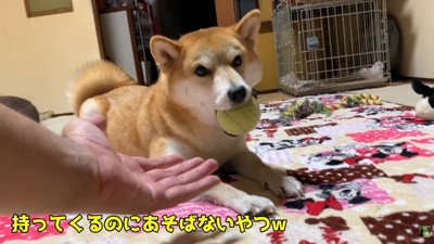 素直にボールを渡してくれません（笑）