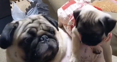 されるがままの犬