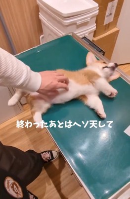 ヘソ天するベンくん