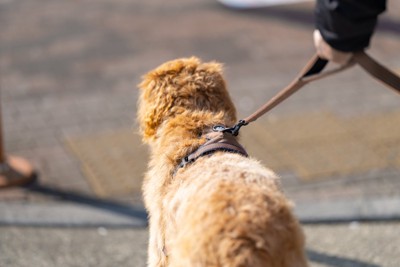 犬のリードを持つ手