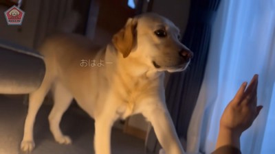 ぼんちゃんに起こされて1日がスタート