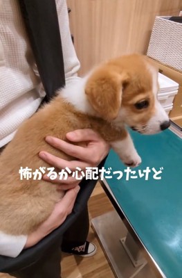 心配な飼い主さん