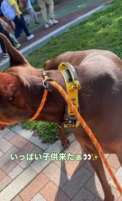 子どもたちを見るよもぎくん