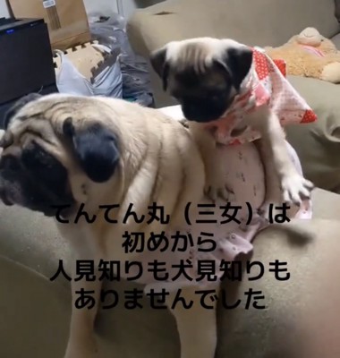 落ちそうな子犬