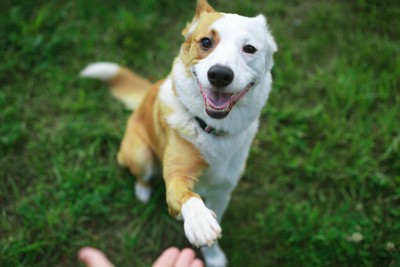 足を出す犬
