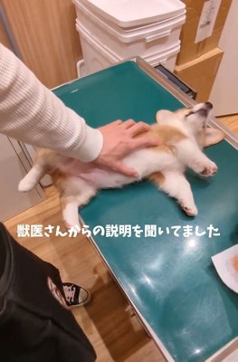 ヘソ天のままのベンくん