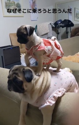 犬の上に立つ子犬