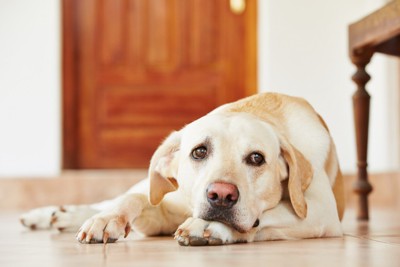 不安そうな表情で床に伏せている犬