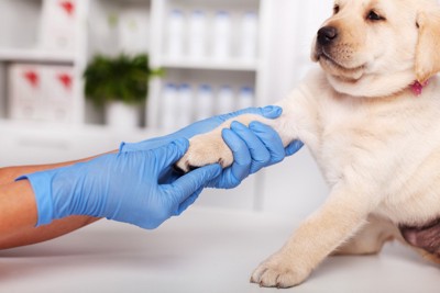 足の診察を受ける犬