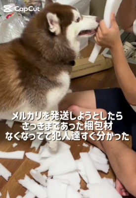 クッション材もおもちゃに