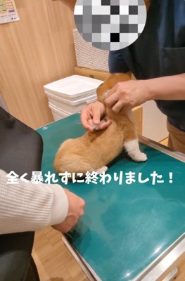 注射が終わったベンくん