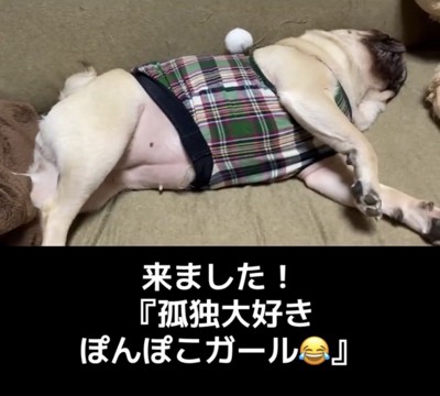 横向きで眠る犬