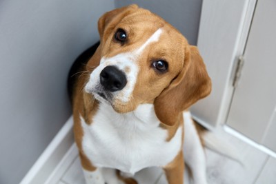 首を傾げながら上を見上げる犬のアップ