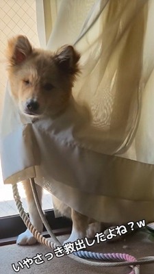 またカーテンに捕らわれている！？