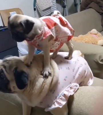 背中を踏みしめる子犬
