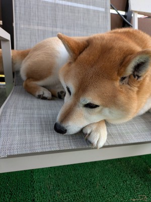 お昼寝