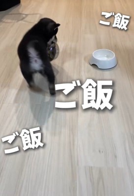 ぐるぐる回って催促！
