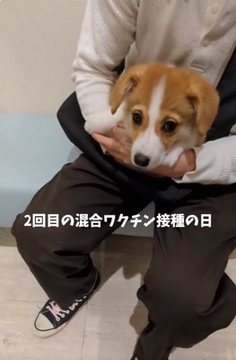 不安そうなベンくん