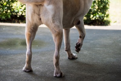 足を上げる犬
