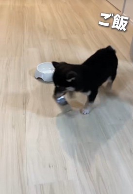 別のお皿の周りを…