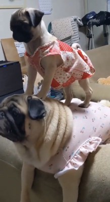 堂々と立つ子犬