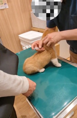 注射をされるベンくん