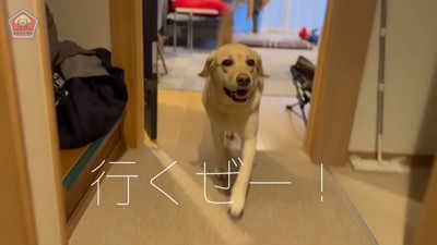 ニコニコでお散歩に出発！