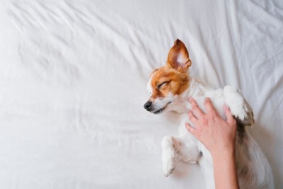 ベッドの上の犬を撫でる