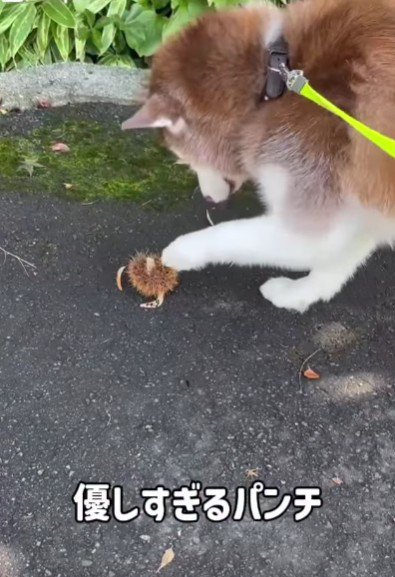 松ぼっくりは慎重に…