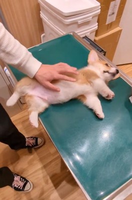 お腹が可愛いベンくん