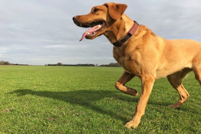 足を浮かせる犬