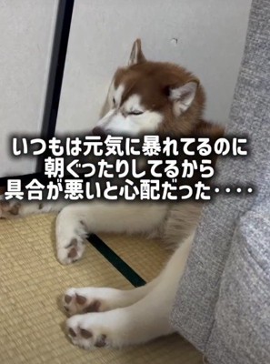 部屋の隅でぐったり