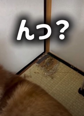 たこやきちゃんの背後が…！