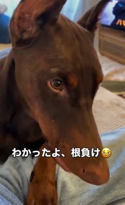 干し芋を食べるよもぎくん