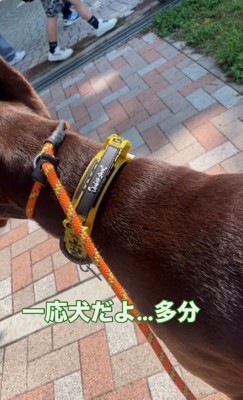 確認するよもぎくん