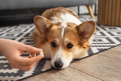 錠剤を差し出されている犬
