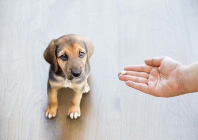 飼い主に錠剤を差し出されている子犬