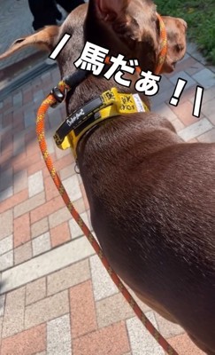 再び馬だと言われるよもぎくん