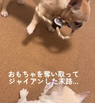 強気な一面もある