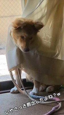 今回も被害者面（笑）