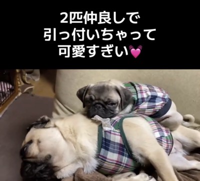 寝ている犬に寄り添う子犬